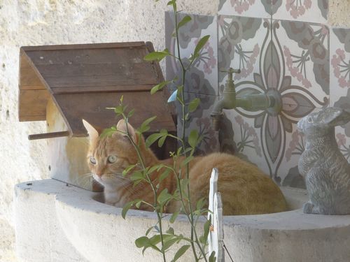 Ginger 1