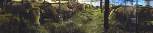alignement vaches