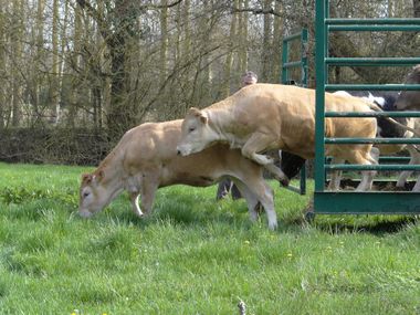 genisses 6