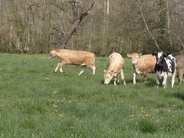 genisses 7
