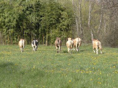 genisses 9