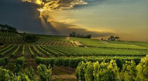 bergerac-wine-tours-e1365980176204