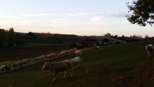 Lever du soleil sur le troupeau et la structure en cours