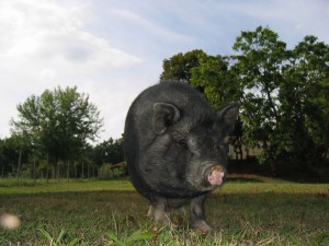 Elsa, la cochonne