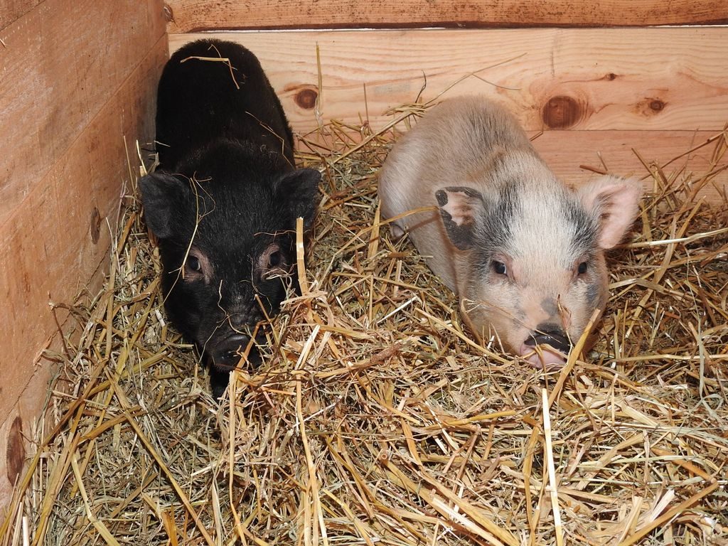 Paco en noir, Lucia en couleur ;-)