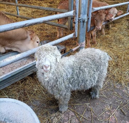 Ferme de Lauzanac Dordogne 5