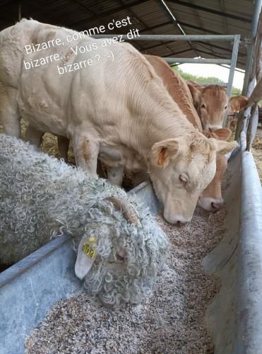 Ferme de Lauzanac Dordogne 6