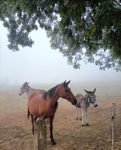 Ferme de Lauzanac Dordogne 7