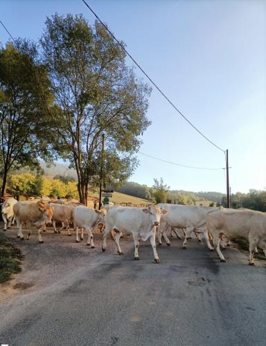 Ferme de Lauzanac Dordogne 9