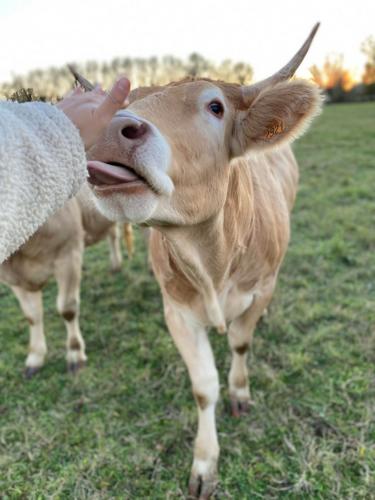 gites ferme de lauzanac dordogne 2