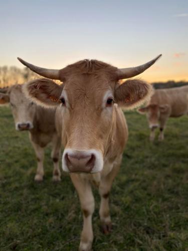 gites ferme de lauzanac dordogne 3