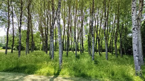 juin gites de lauzanac dordogne 1