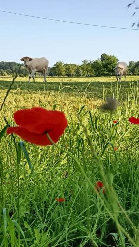 juin gites de lauzanac dordogne 2