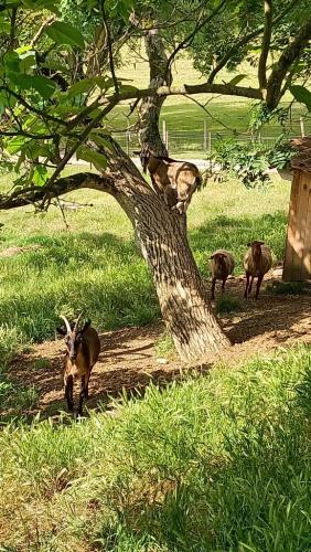 juin gites de lauzanac dordogne 6