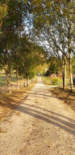 Chemin orangé de l'automne