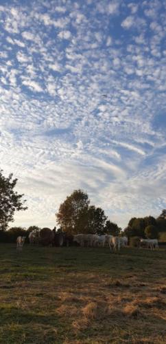 Un ciel comme une œuvre d'art