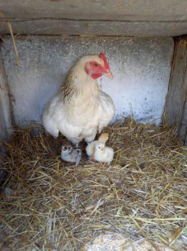 Cocotte et ses petits