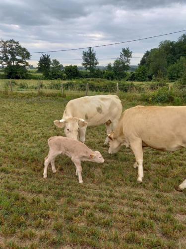 Soprano cherche sa maman !