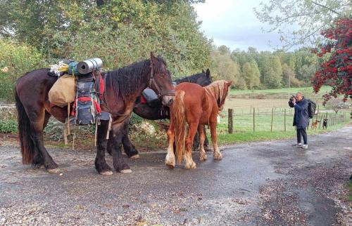 Visite-Arrone-bergere-itinerante-lauzanac-eymet-6