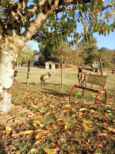 automne-gites-a-la-ferme-de-lauzanac-eymet-14