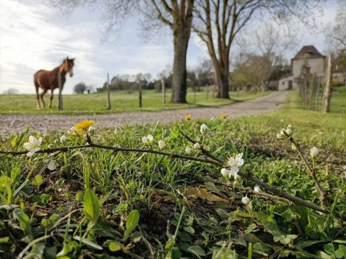 printemps-gites-a-la-ferme-lauzanac-en-dordogne-3