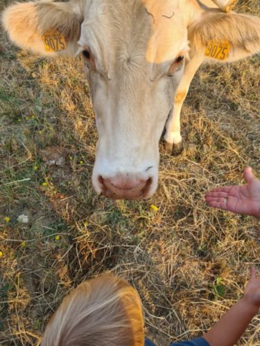 visite-ferme-de-lauzanac-7